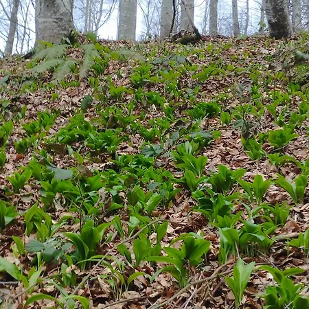Dom wakacyjny Brvnare Kusici Ivanjica