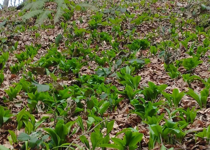 Vikendica Brvnare Kusici Ivanjica